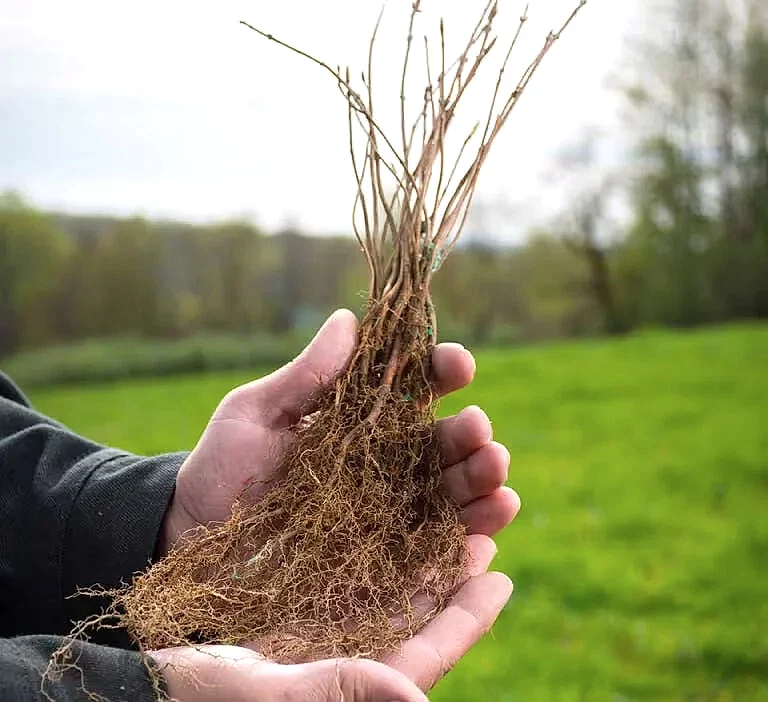 Hand holding a tree seedling