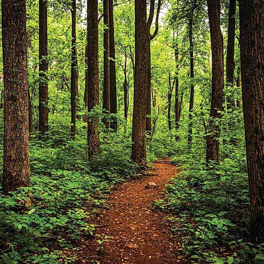 Forest and pathway